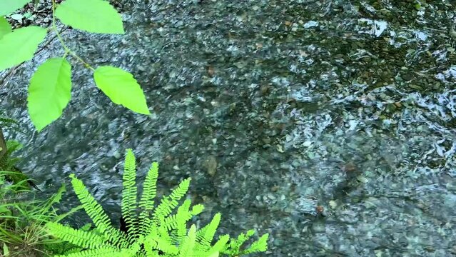 MacMillan Provincial Park Seven Wonders of Canada Vancouver island ancient Douglas fir Cathedral Grove old growth Douglas fir forest British Columbia cathedral grove huge thousand year old trees moss