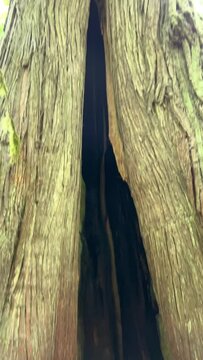 MacMillan Provincial Park Seven Wonders of Canada Vancouver island ancient Douglas fir Cathedral Grove old growth Douglas fir forest British Columbia cathedral grove huge thousand year old trees moss