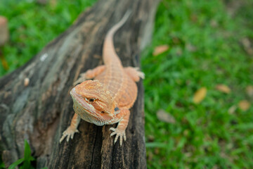 bearded dragon on ground with blur background