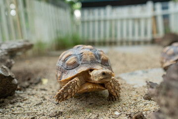 Sucata tortoise on the ground