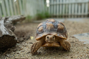 Sucata tortoise on the ground