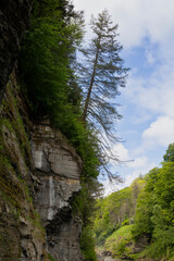 tree growing in gorge