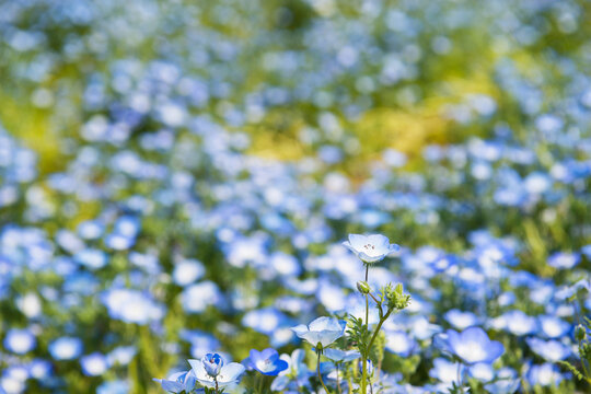 ネモフィラの花 の画像 10 503 件の Stock 写真 ベクターおよびビデオ Adobe Stock