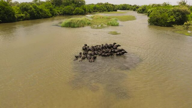 Aerial drone of herd of buffaloes in the river. Sri Lanka.