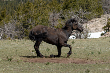 Wild horse black stallion getting up from rolling in the dirt in the mountains of the western...