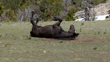 Black stallion wild horse rolling in the dirt in the Pryor mountains of the western United States