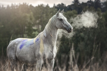 Mystic portrait of a white arabian horse covered with colorful powder in the evening light in summer outdoors
