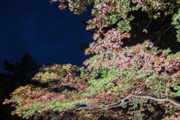 夜のカラフルなモミジ
