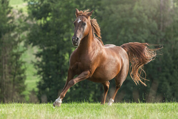Portrait of a dark chestnut brown arabian crossbreed mare running across a pasture in late summer outdoors - obrazy, fototapety, plakaty