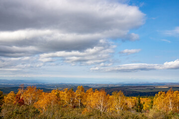 黄葉の白樺林と青空
