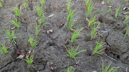 Photo of rice plants in a very green field
