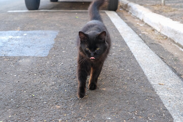 盲目の野良黒猫