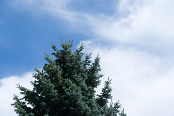 晴れた日の空と樹木01