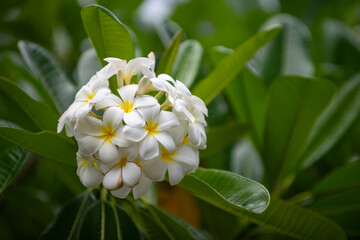 White plumeria rubra flowers. Frangipani flower. Plumeria is a perennial flowering plant in the pantip or Frangipani family. Apocynaceae.