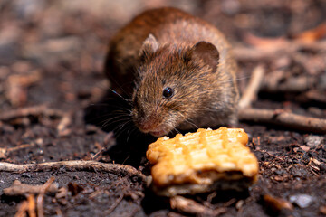 Mouse and Waffle