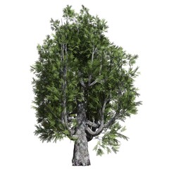 Fantasy tree 3d illustration isolated on white background