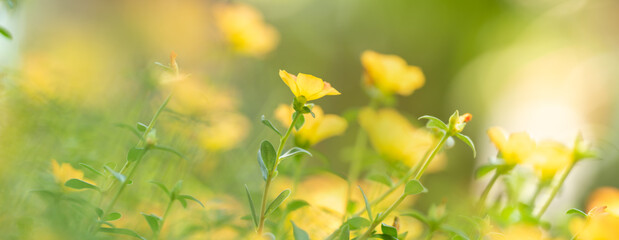Obraz na płótnie Canvas Closeup of yellow flower under sunlight with copy space using as background natural plants landscape, ecology wallpaper cover page concept.