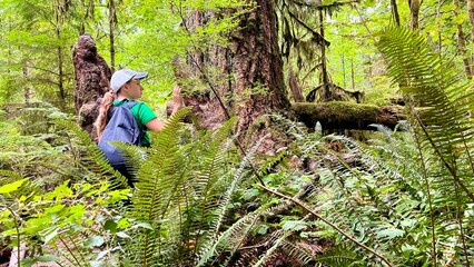 MacMillan Provincial Park Seven Wonders of Canada Vancouver island ancient Douglas fir Cathedral...