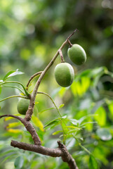 ambarella or june plum on the tree, edible fruits, close-up in soft-focus background, copy space