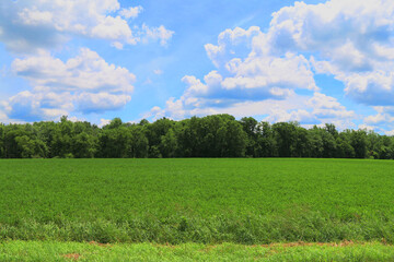 Fototapeta na wymiar rural farm crop field farming landscape harvest crops