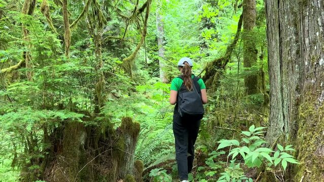MacMillan Provincial Park Seven Wonders of Canada Vancouver island ancient Douglas fir Cathedral Grove old growth Douglas fir forest British Columbia cathedral grove huge thousand year old trees moss