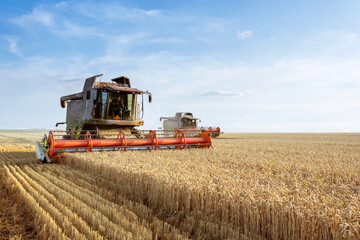 The combine harvester harvests ripe wheat. Ripe ears of the golden field against the blue sky. The concept of a rich harvest. Image of agriculture.