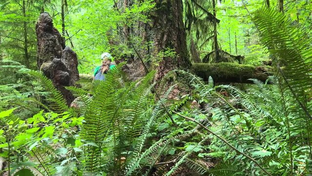 MacMillan Provincial Park Seven Wonders of Canada Vancouver island ancient Douglas fir Cathedral Grove old growth Douglas fir forest British Columbia cathedral grove huge thousand year old trees moss