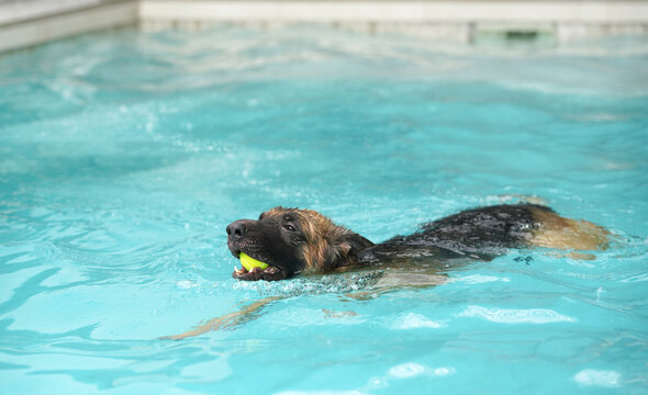 German shepherd dog hold ball in mouth in swimming pool