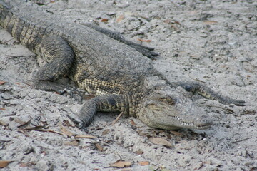 Obraz premium A Siamese Crocodile (Crocodylus siamensis) at a local zoo