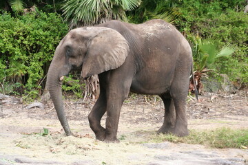 Fototapeta na wymiar A South African bush elephant (Loxodonta africana africana) at a local zoo