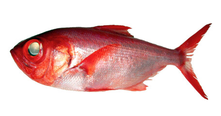 金目鯛の切り抜き画像。Bright red delicious fish 