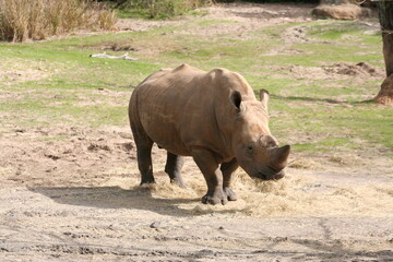 Obraz premium A Southern White Rhinoceros (Ceratotherium simum simum) at a local zoo