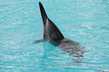 A Spinner dolphin (Stenella longirostris) at a local zoo