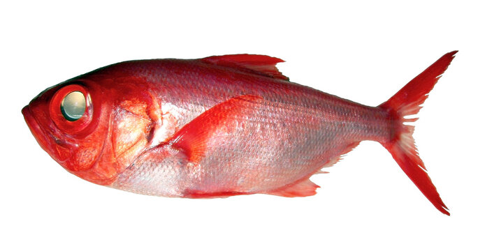 金目鯛の切り抜き画像。Bright red delicious fish " Splendid alfonsino ( Kinmedai )", fish body cut out, white background photograph.