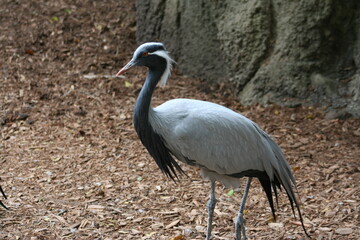 Fototapeta premium Demoiselle Crane (Anthropoides virgo) at a local zoo