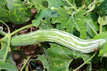 snake gourd on tree in farm