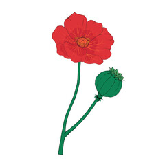 Poppy Flower Red Opium Plant