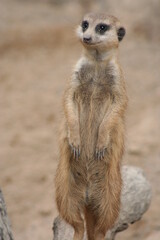 Fototapeta premium meerkat on guard