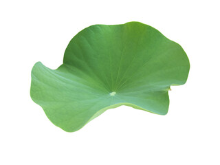 Isolated waterlily or lotus leaf