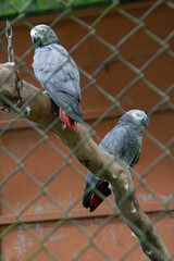Two small grey macaw parrots resting on a branch inside a cage at the Natuwa animal refuge in Costa Rica, Central America