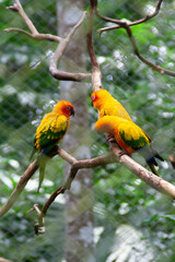 Three white red and green macaw parrots sitting tighether on a tree branch at the Natuwa animal refuge in Costa Rica, Central America