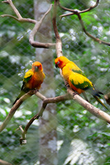 Three white red and green macaw parrots sitting tighether on a tree branch at the Natuwa animal refuge in Costa Rica, Central America
