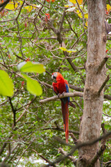 Red blue and yellow colorful macaw parrot resting on a branch at the Natuwa animal reserve in Costa Rica, central america with green foliage in the background