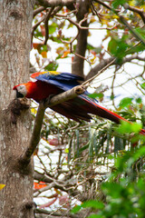 Red blue and yellow colorful macaw parrot spreading its wings on a branch at the Natuwa animal reserve in Costa Rica, central america with green foliage in the background