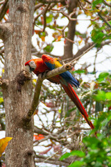 Red blue and yellow colorful macaw parrot spreading its wings on a branch at the Natuwa animal reserve in Costa Rica, central america with green foliage in the background