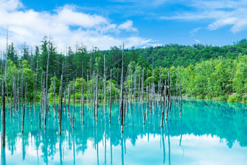 北海道 美瑛町の青い池