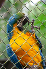 Yellow green and blue macaw parrot looking through a cage at the Natuwa animal reserve in Costa Rica, central america, with a green foliage background
