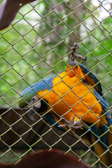 Yellow green and blue macaw parrot looking through a cage at the Natuwa animal reserve in Costa Rica, central america, with a green foliage background