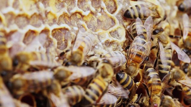Honey in a honeycomb close up. Fresh nectar. Organic beekeeping, Honey Bee Farm. Rural beekeeping
