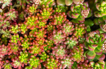 Miniature succulent plants (succulent cactus) at the garden